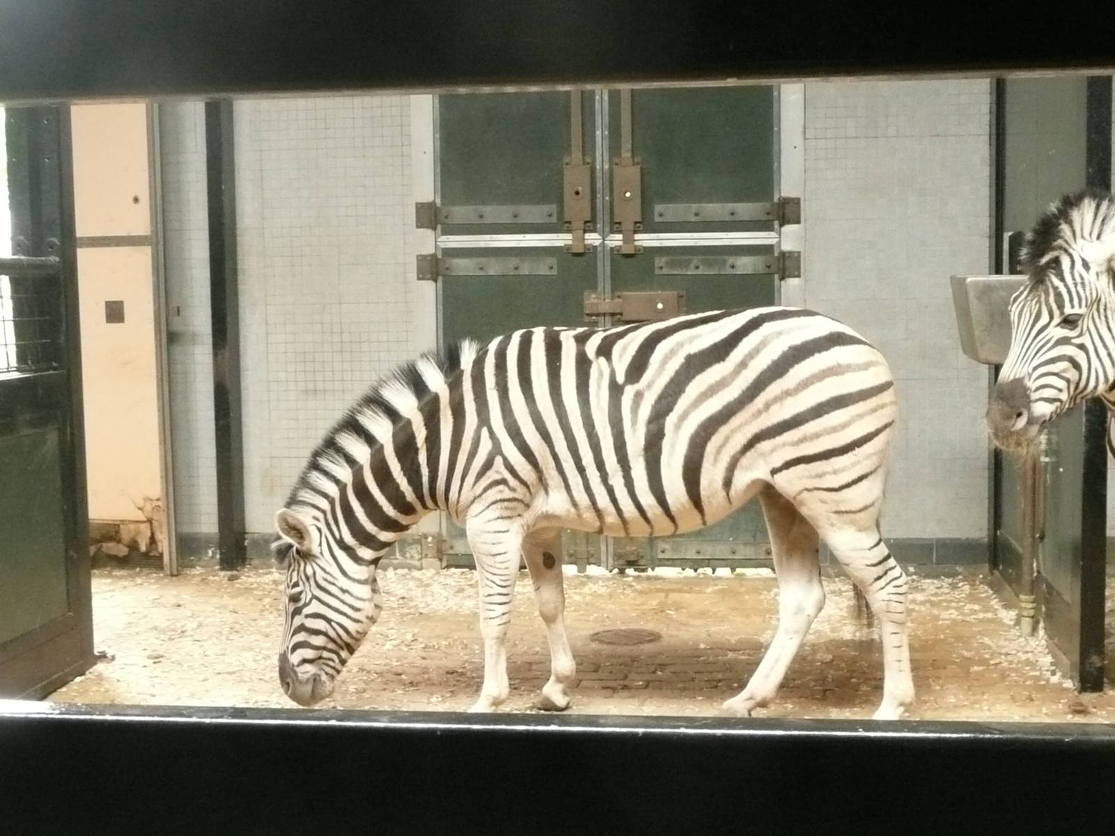 Zebra