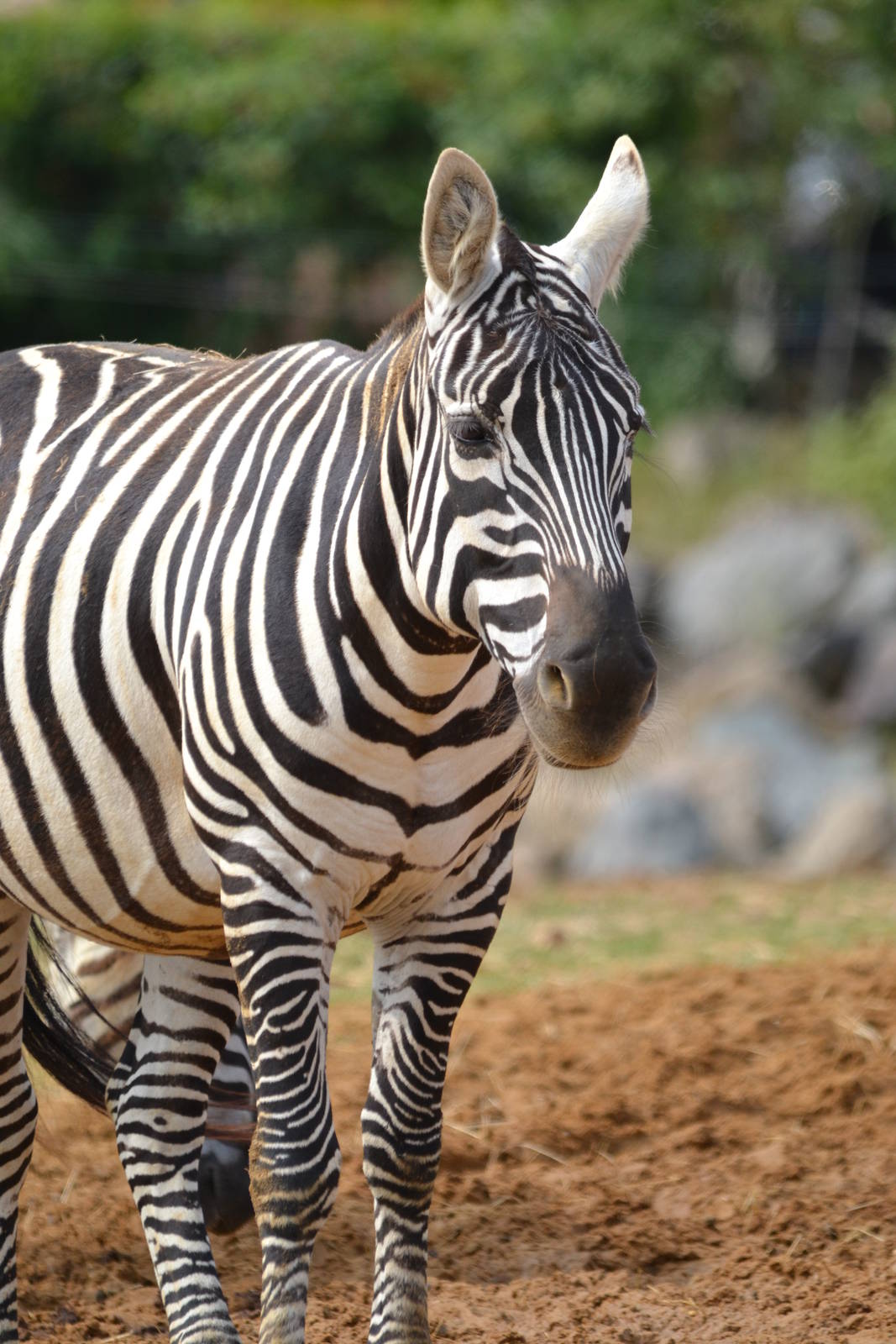 zebra