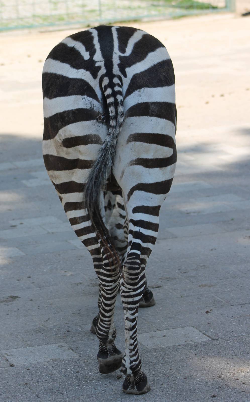 Zebra