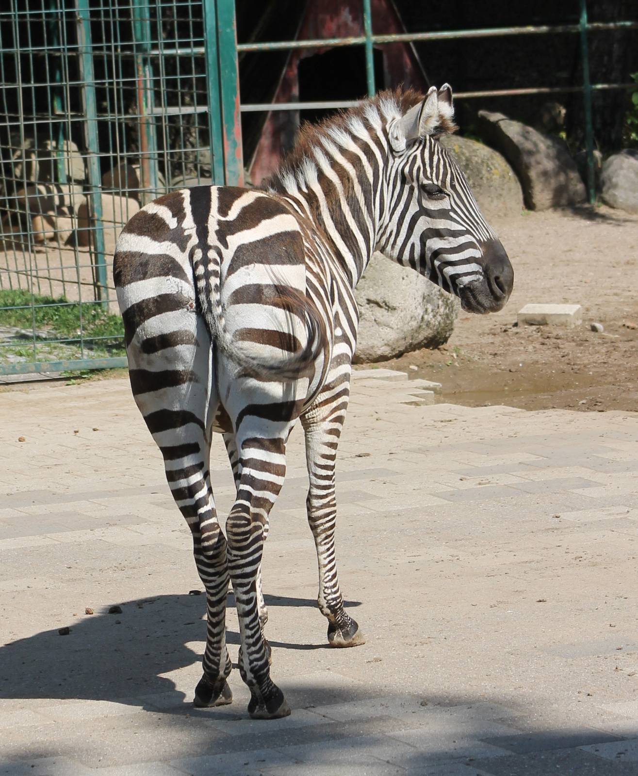 Zebra