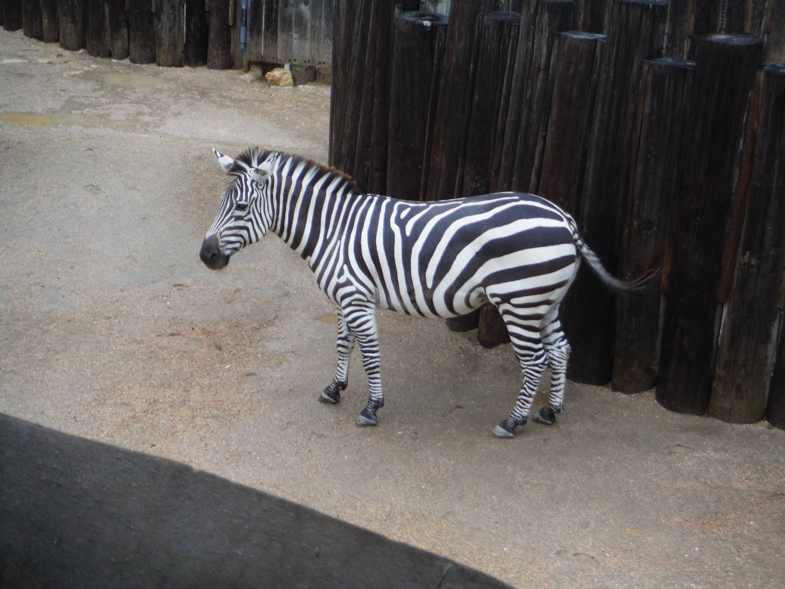 Zebra