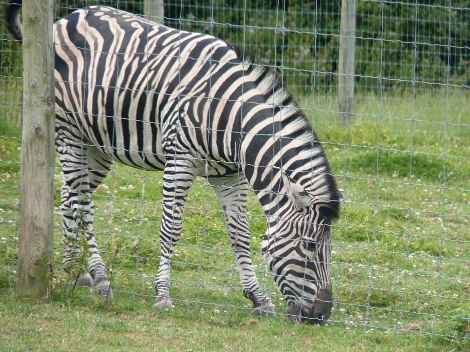 Zebra