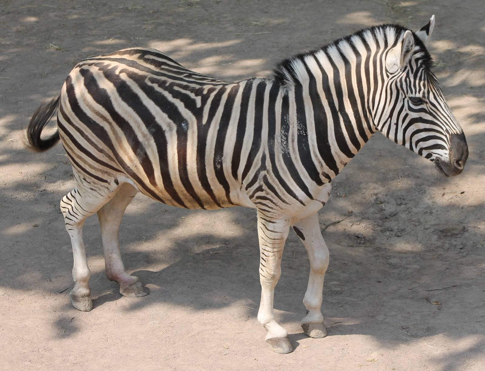Zebra