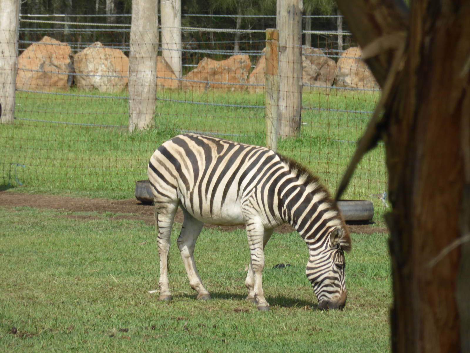 Zebra