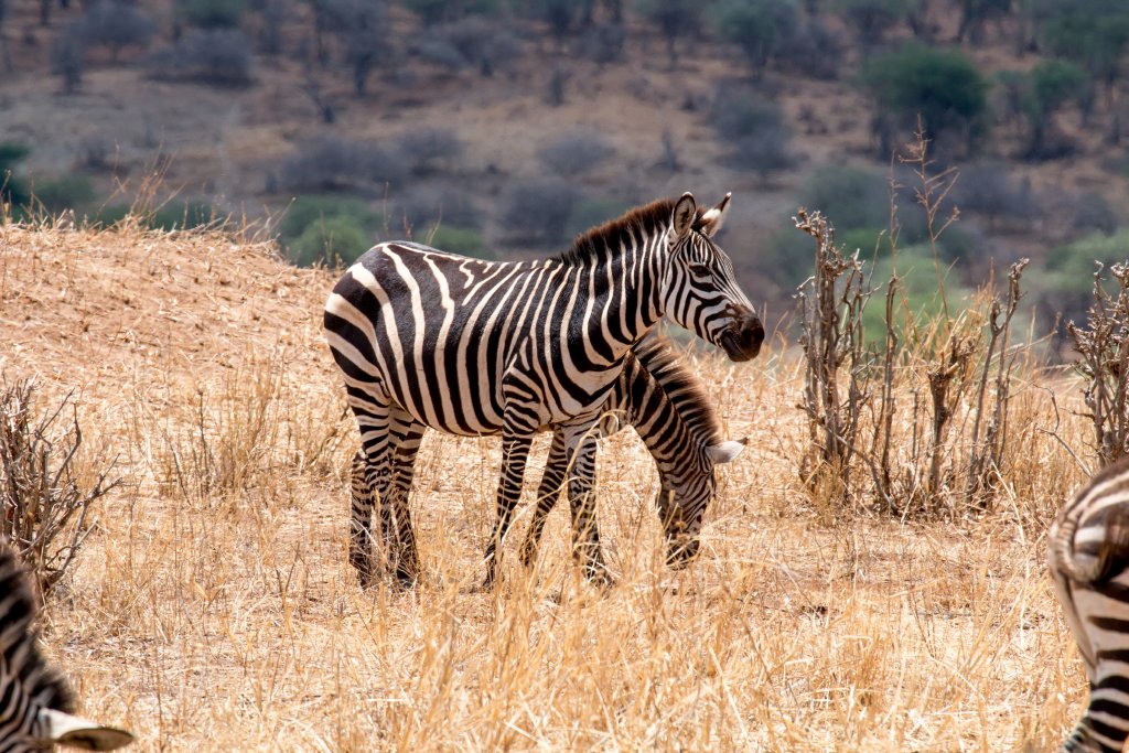 Zebra