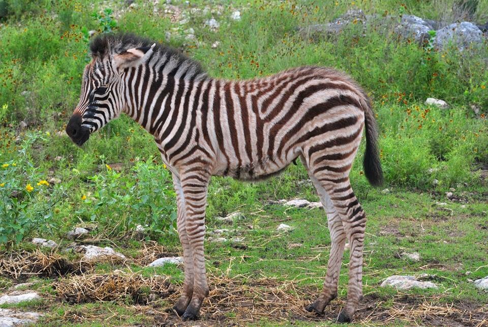 Zebra