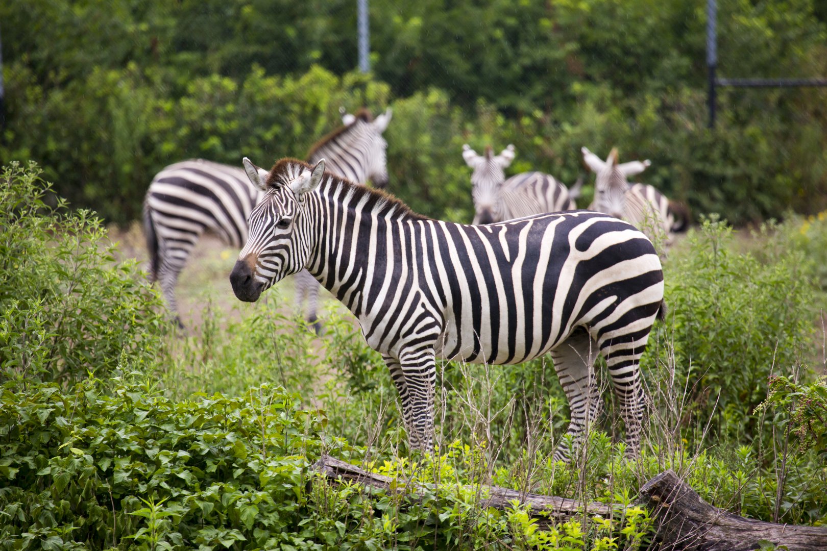 Zebra
