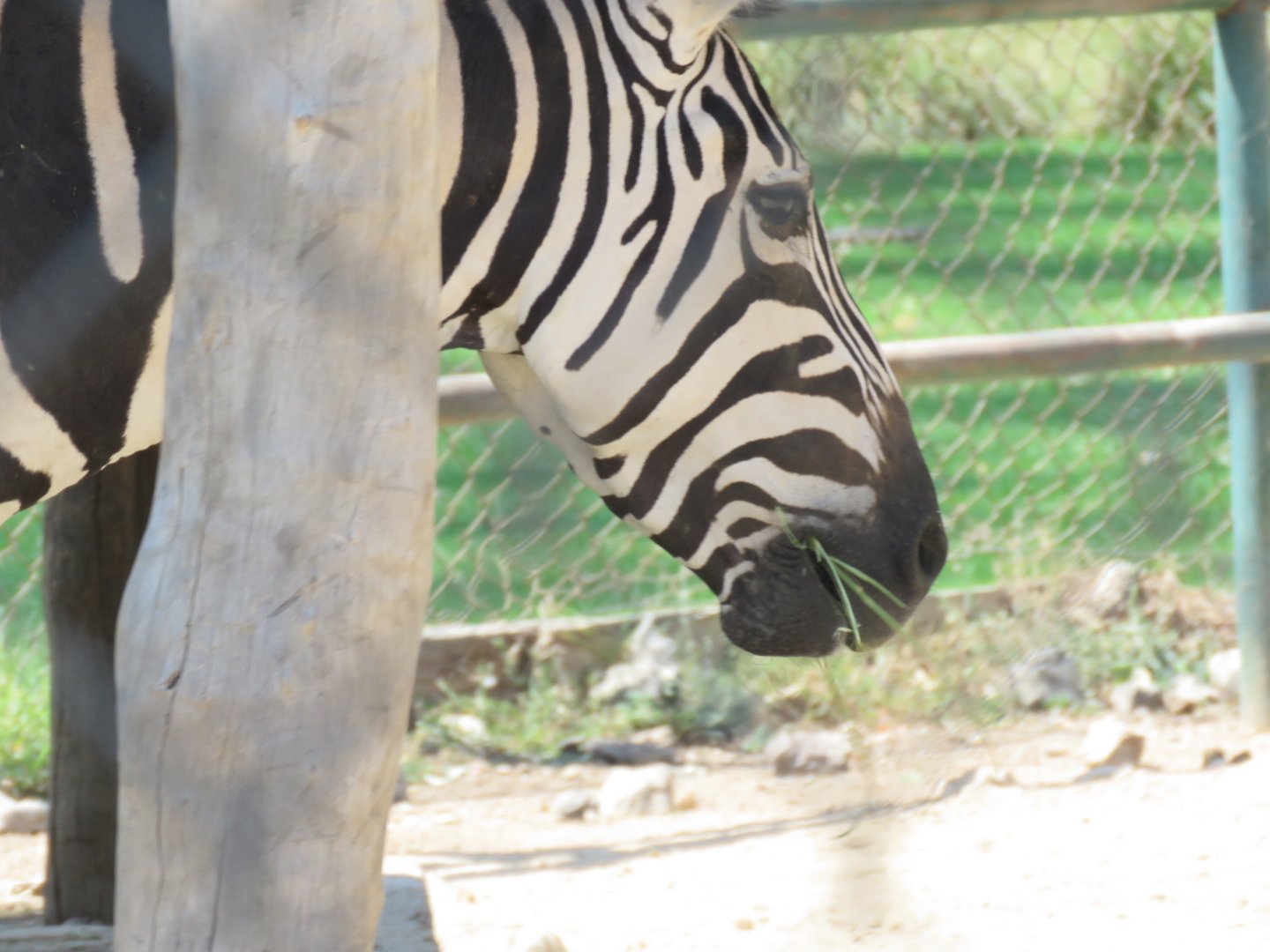 Zebra