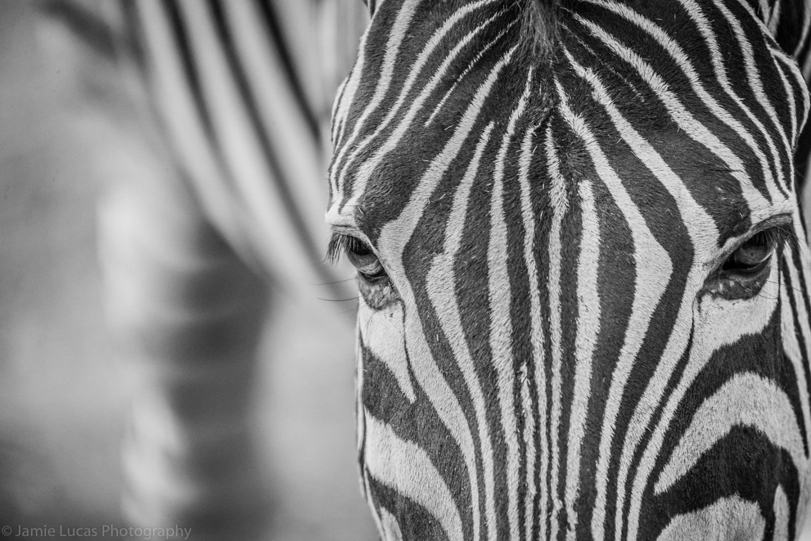 Zebra