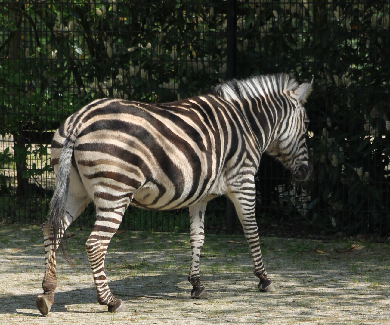 Zebra
