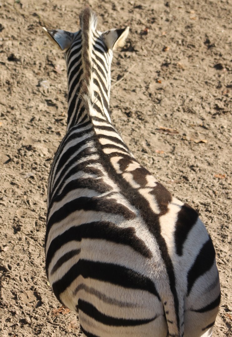 Zebra