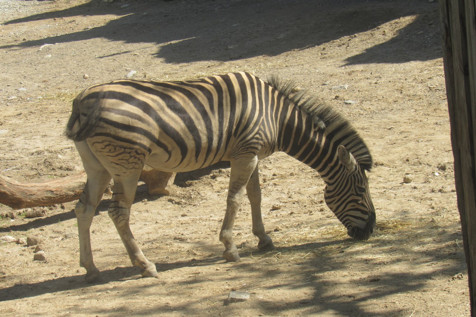 zebra