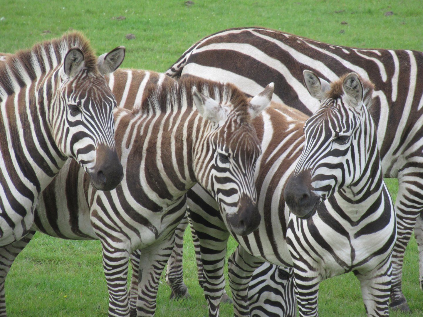 Zebra