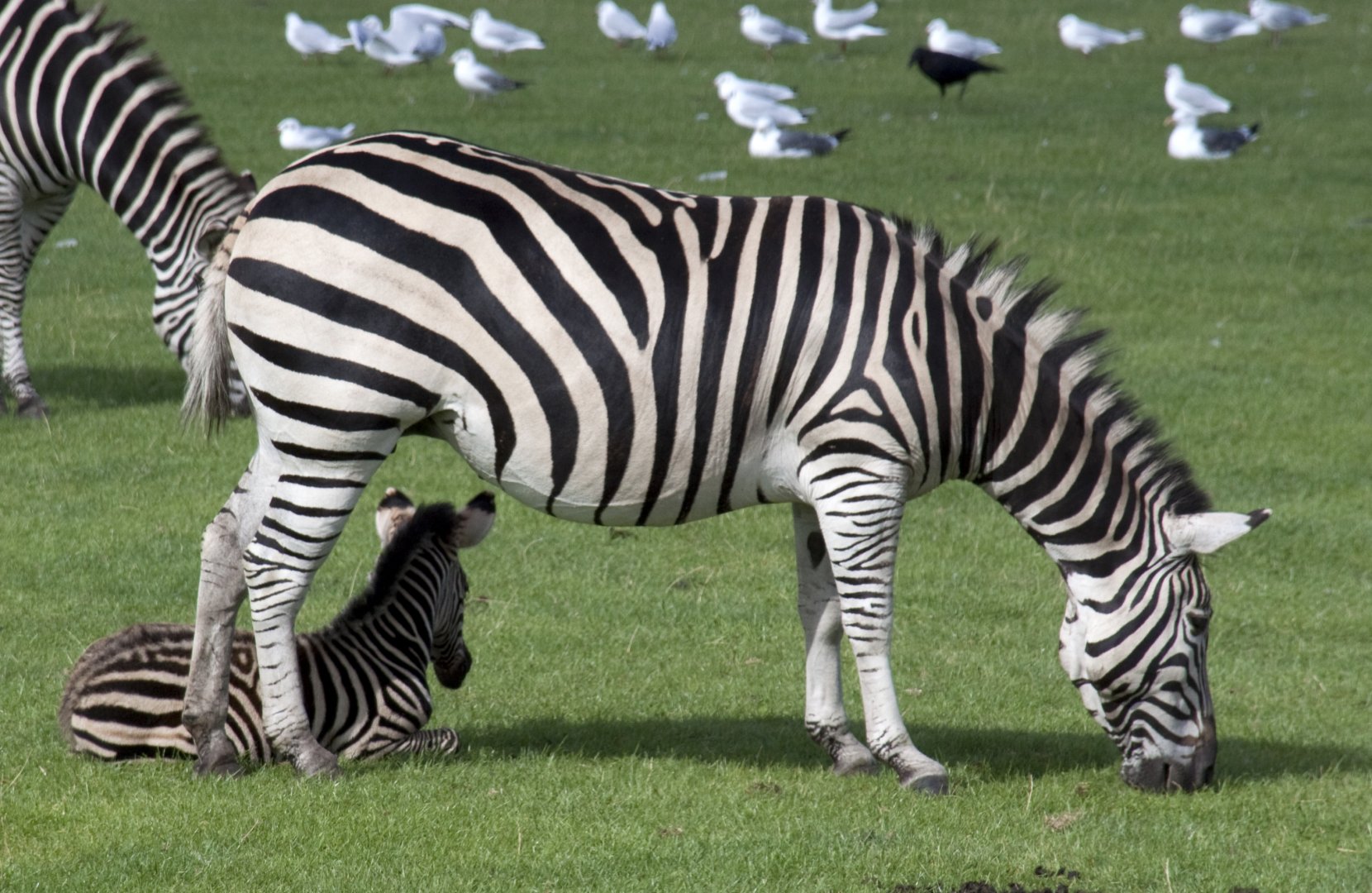 Zebra