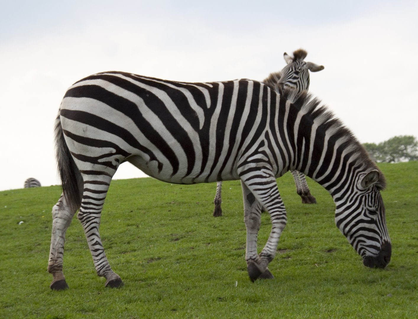 Zebra