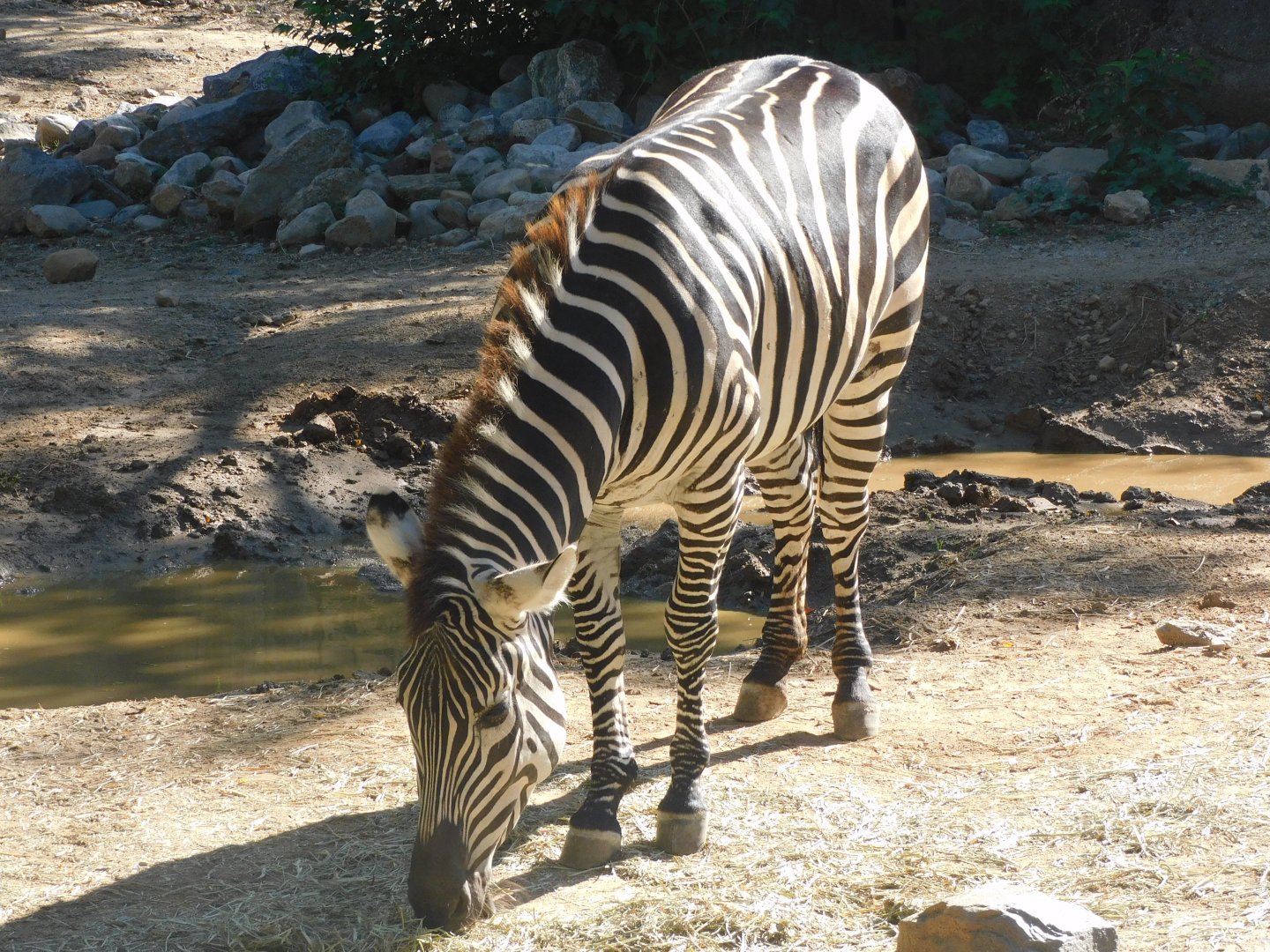 Zebra