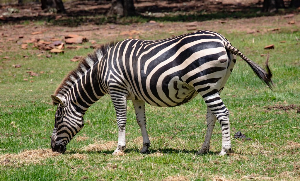 Zebra
