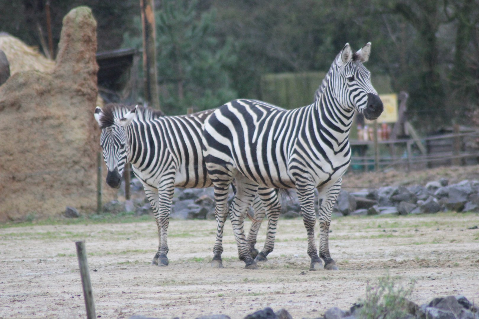 Zebra