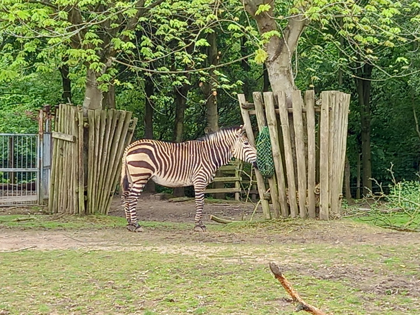 Zebra