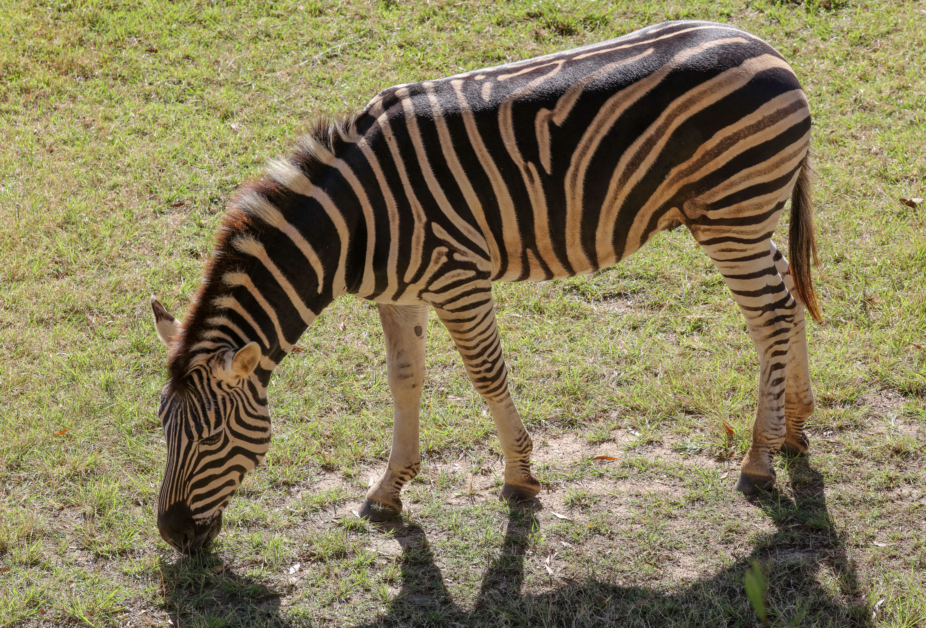 Zebra
