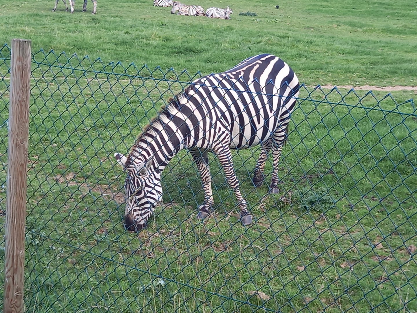 Zebra