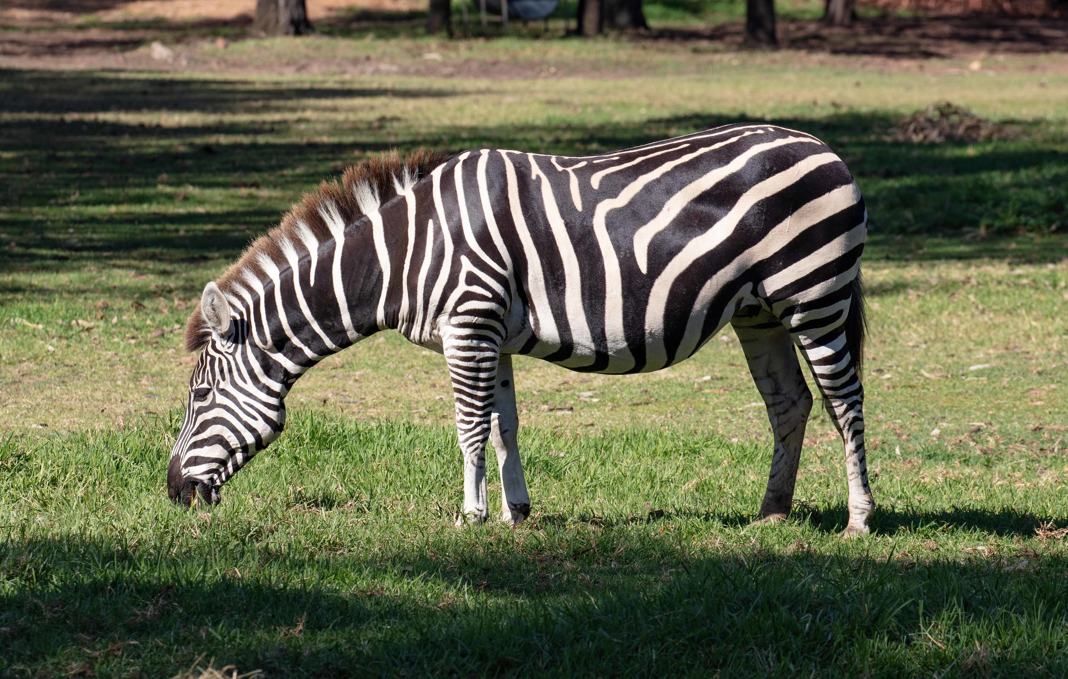 Zebra