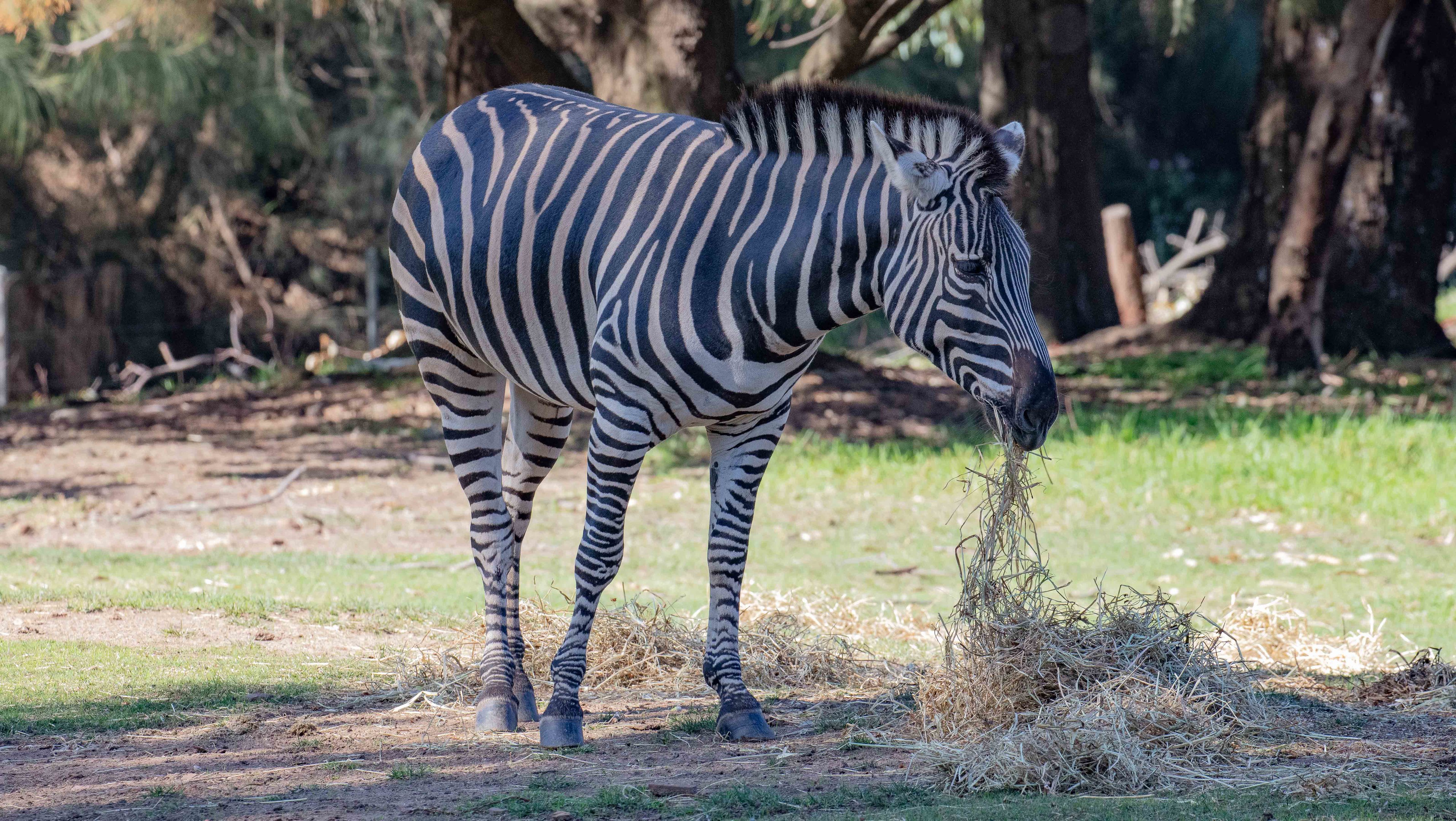 Zebra