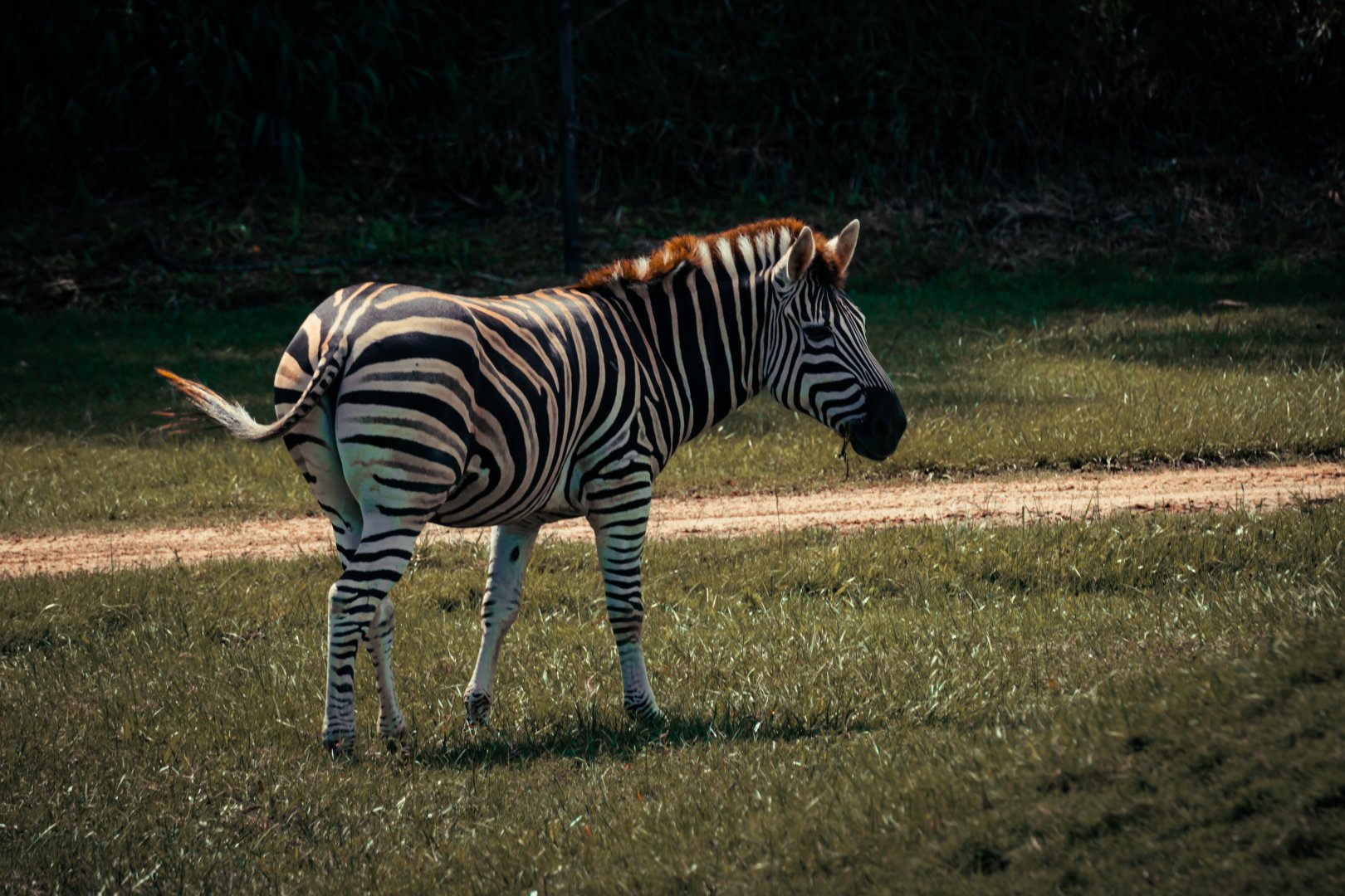 Zebra