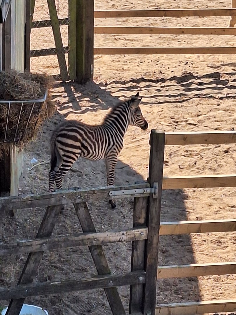 Zebra