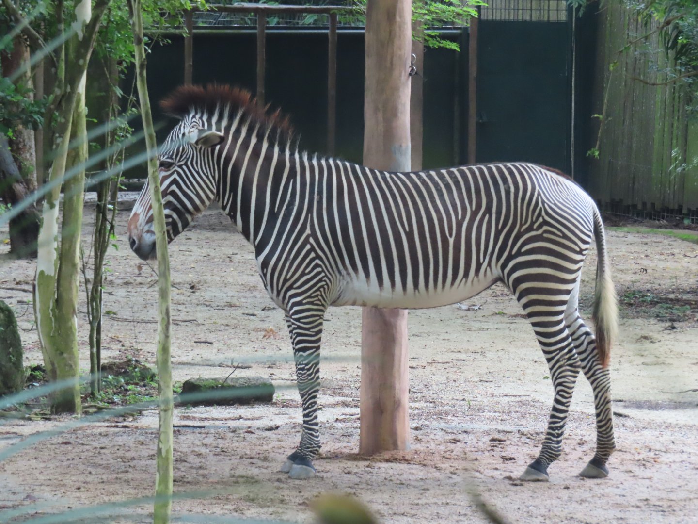 zebra