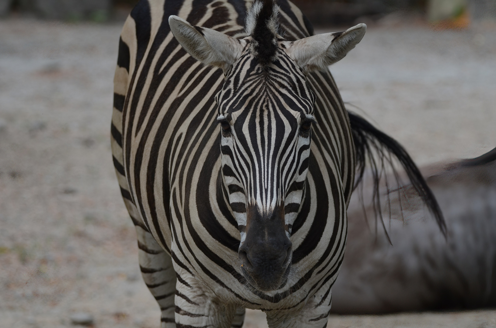 Zebra