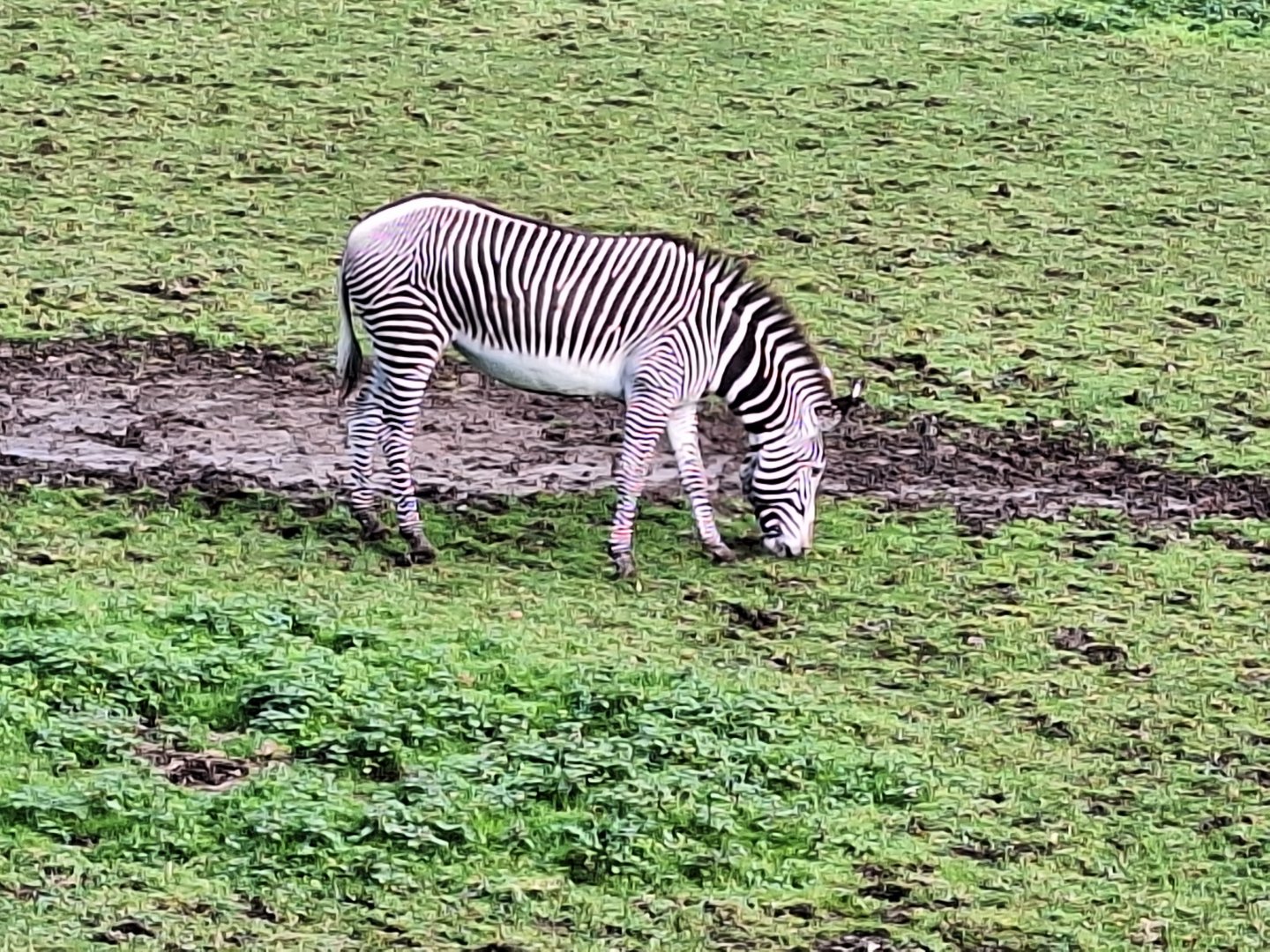Zebra