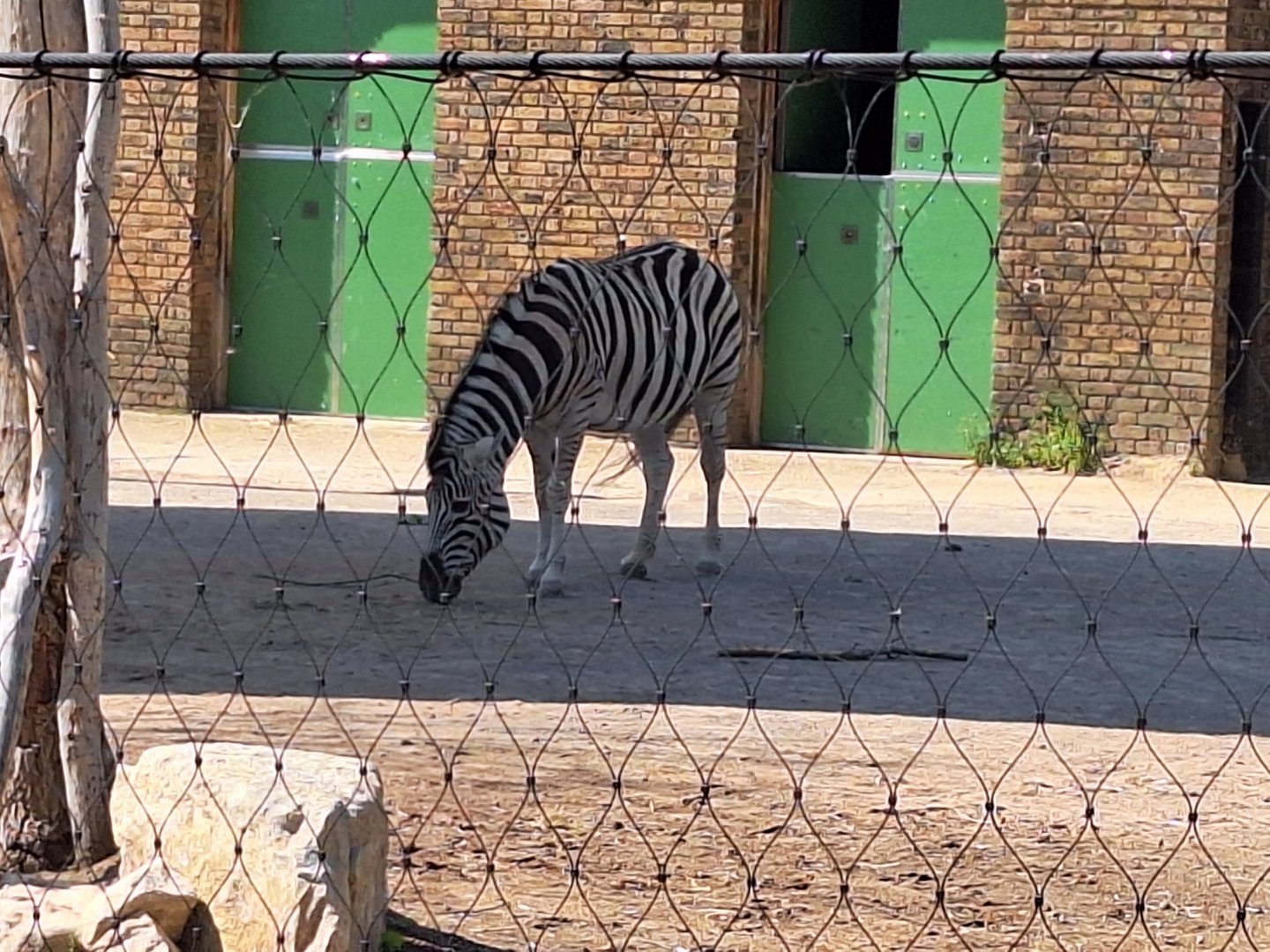 Zebra