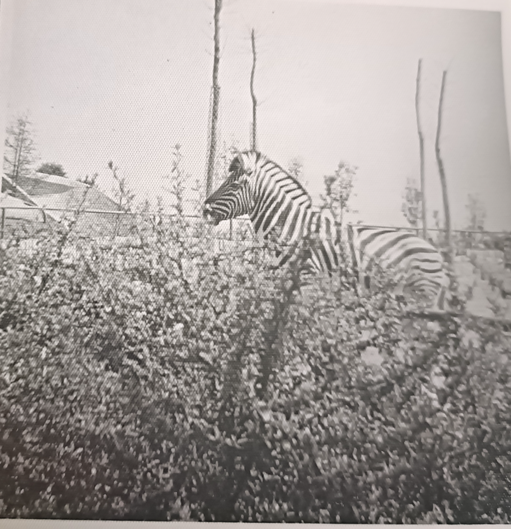 Zebra