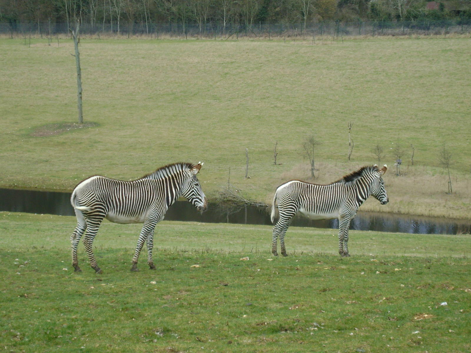 Zebra