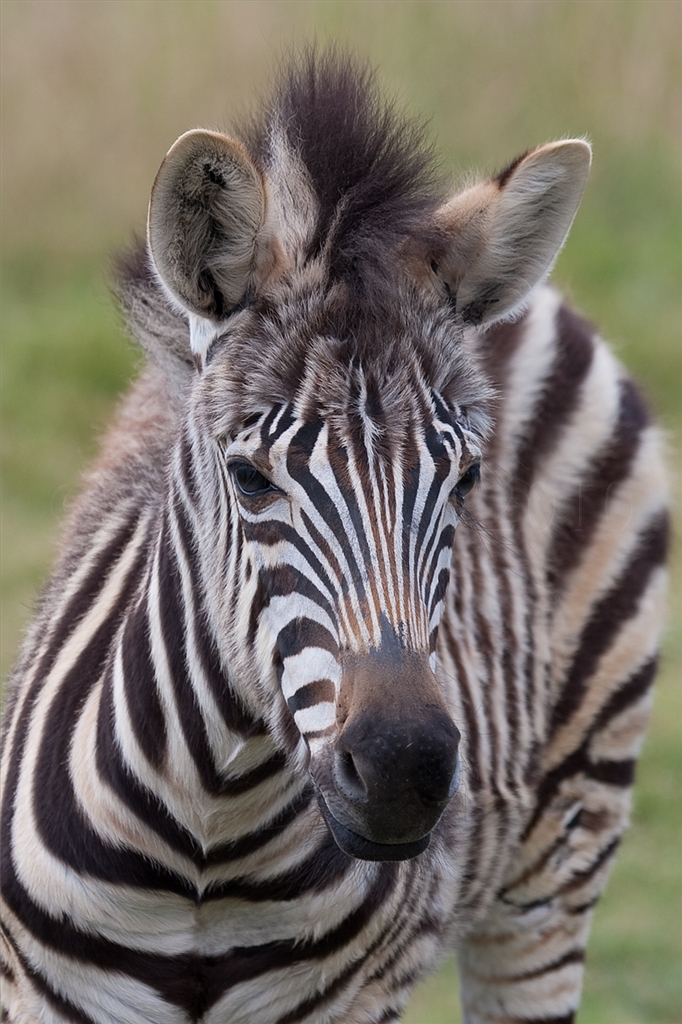 Zebra