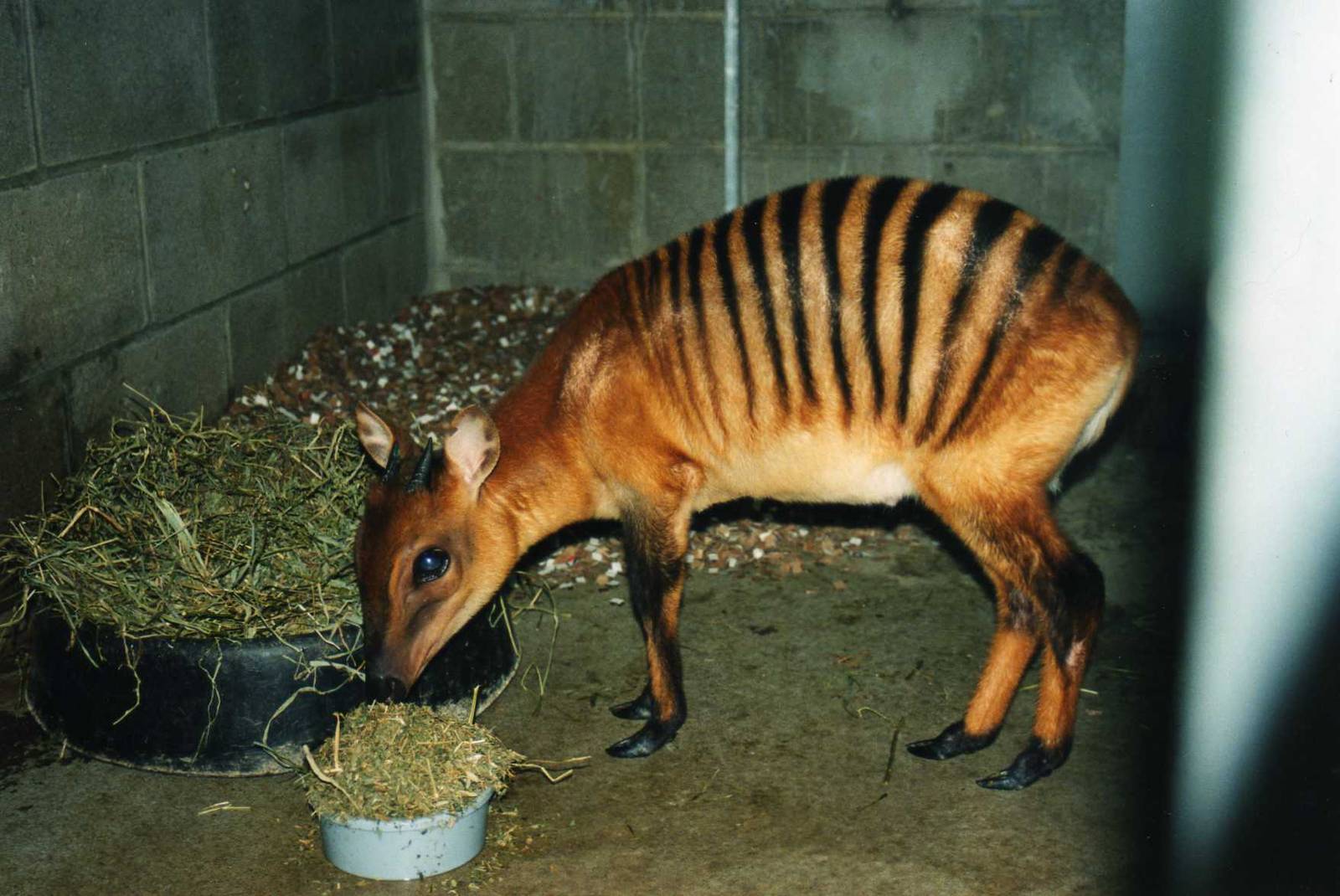 Zebradui8ker, Zoo Cincinnati