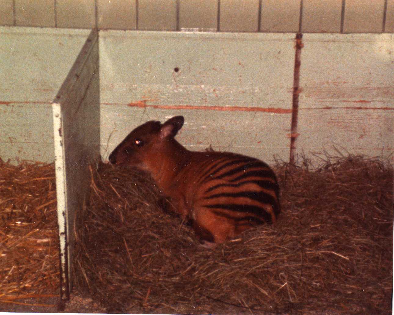 Zebraduiker in the roundhouse