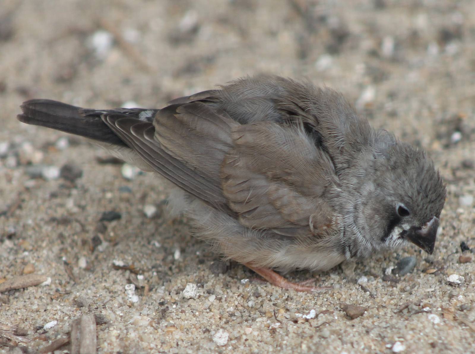 Zebrafinch just fledged