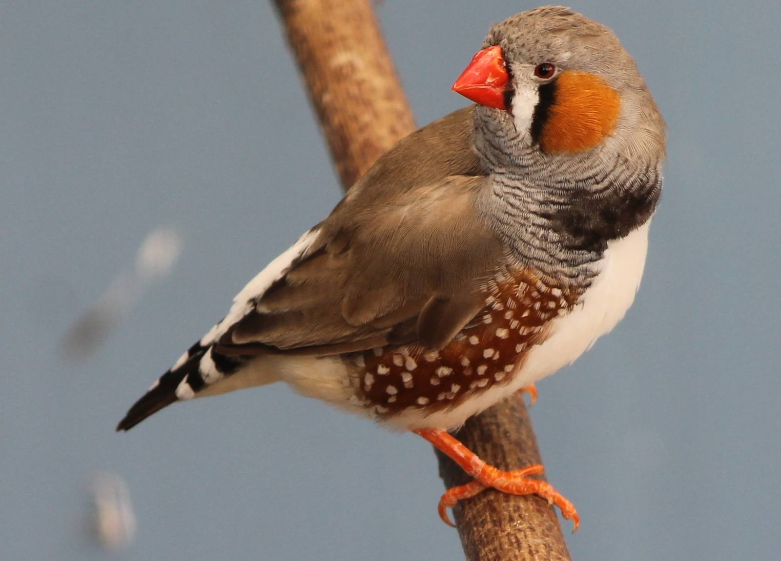 Zebrafinch
