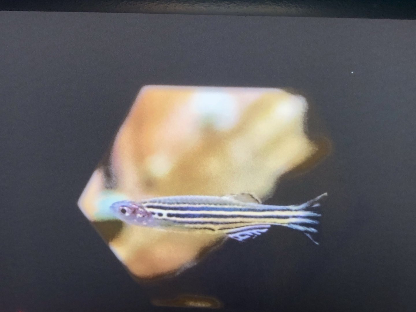 Zebrafish Stock Image