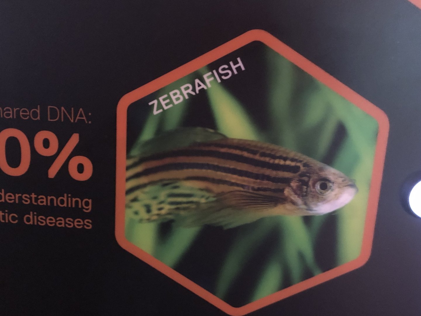 Zebrafish Stock Photo