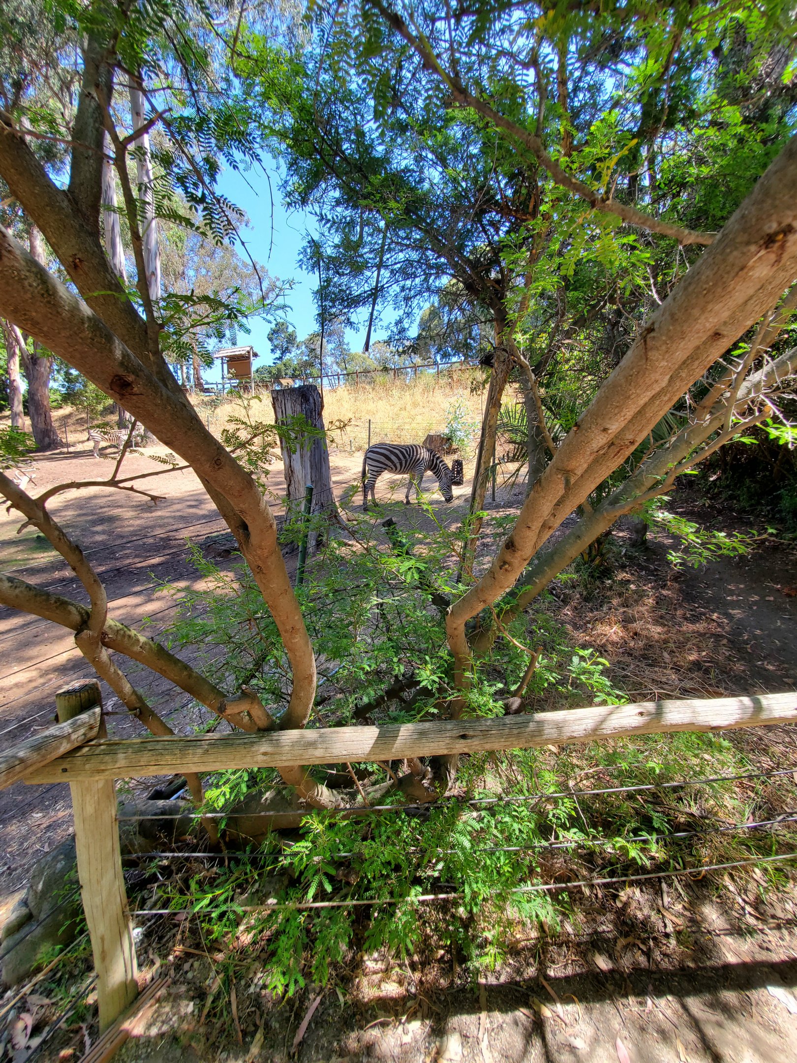 Zebras - 10 Jun 2022