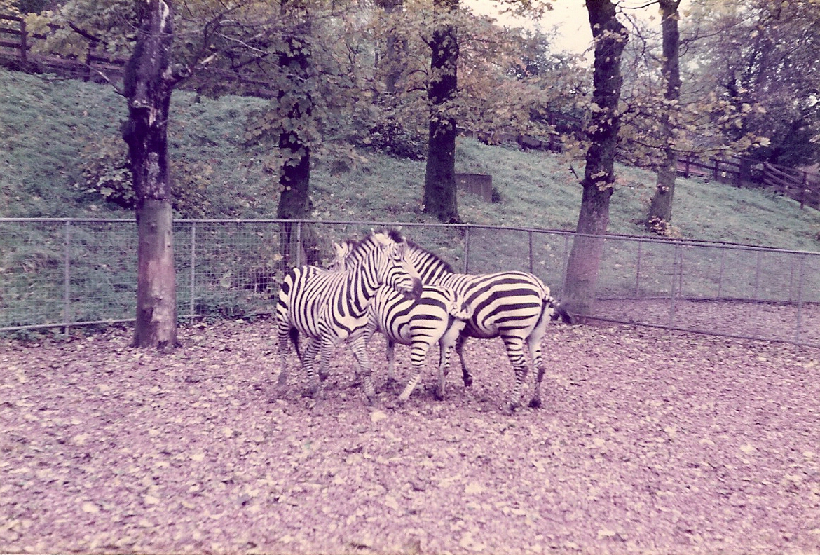 ZEBRA'S 1980'S