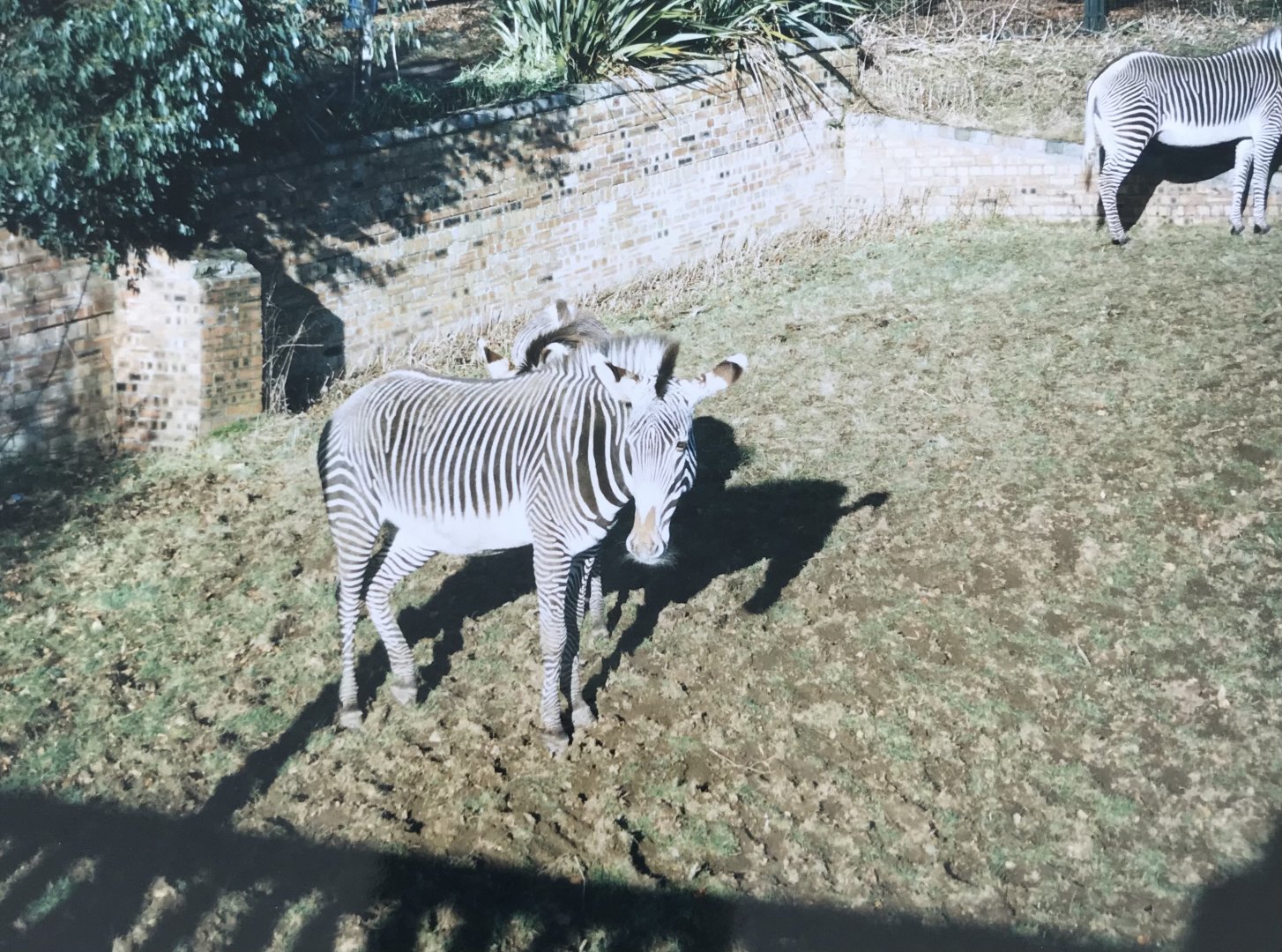 Zebras 1990s