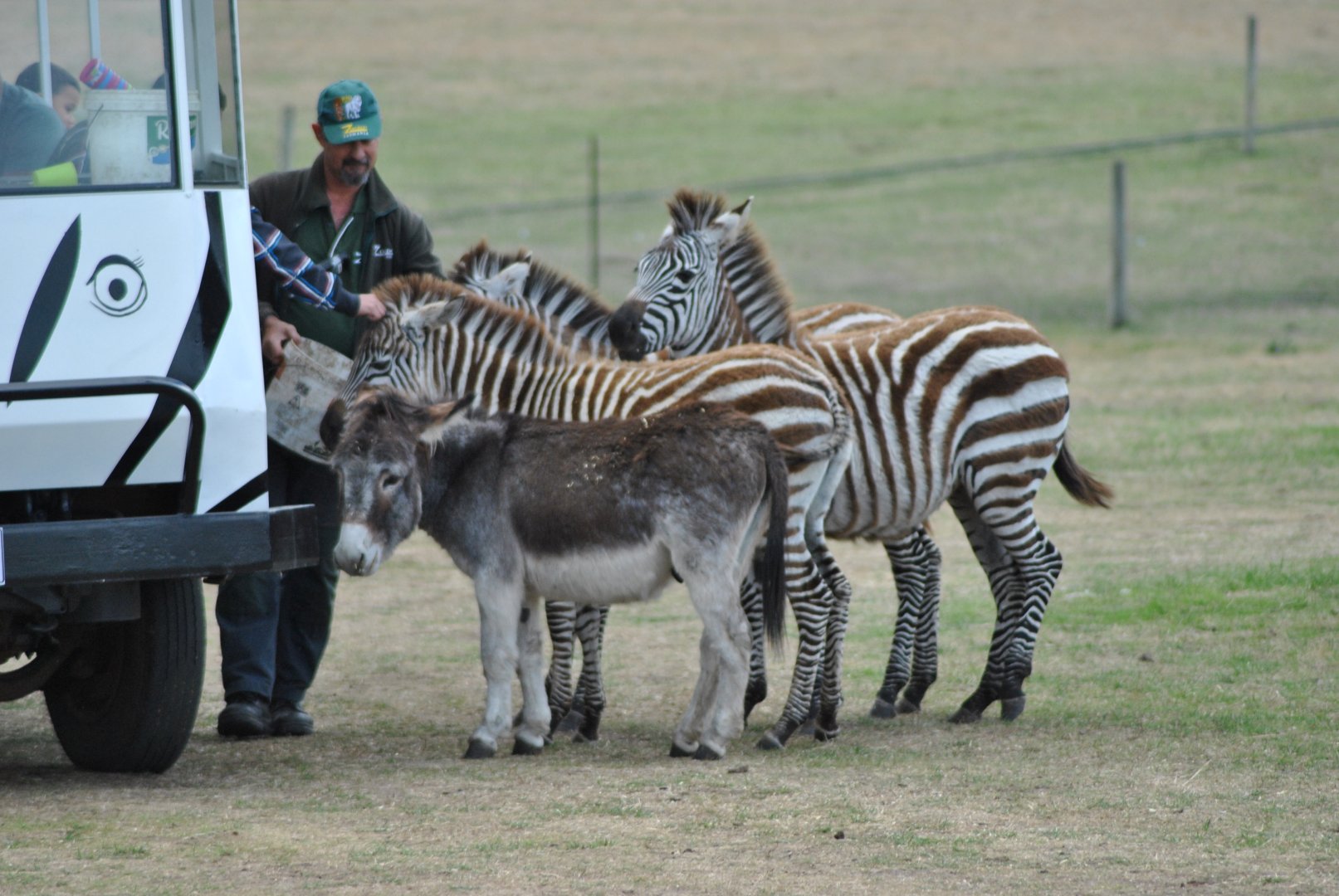 Zebras and Donkey, 2014