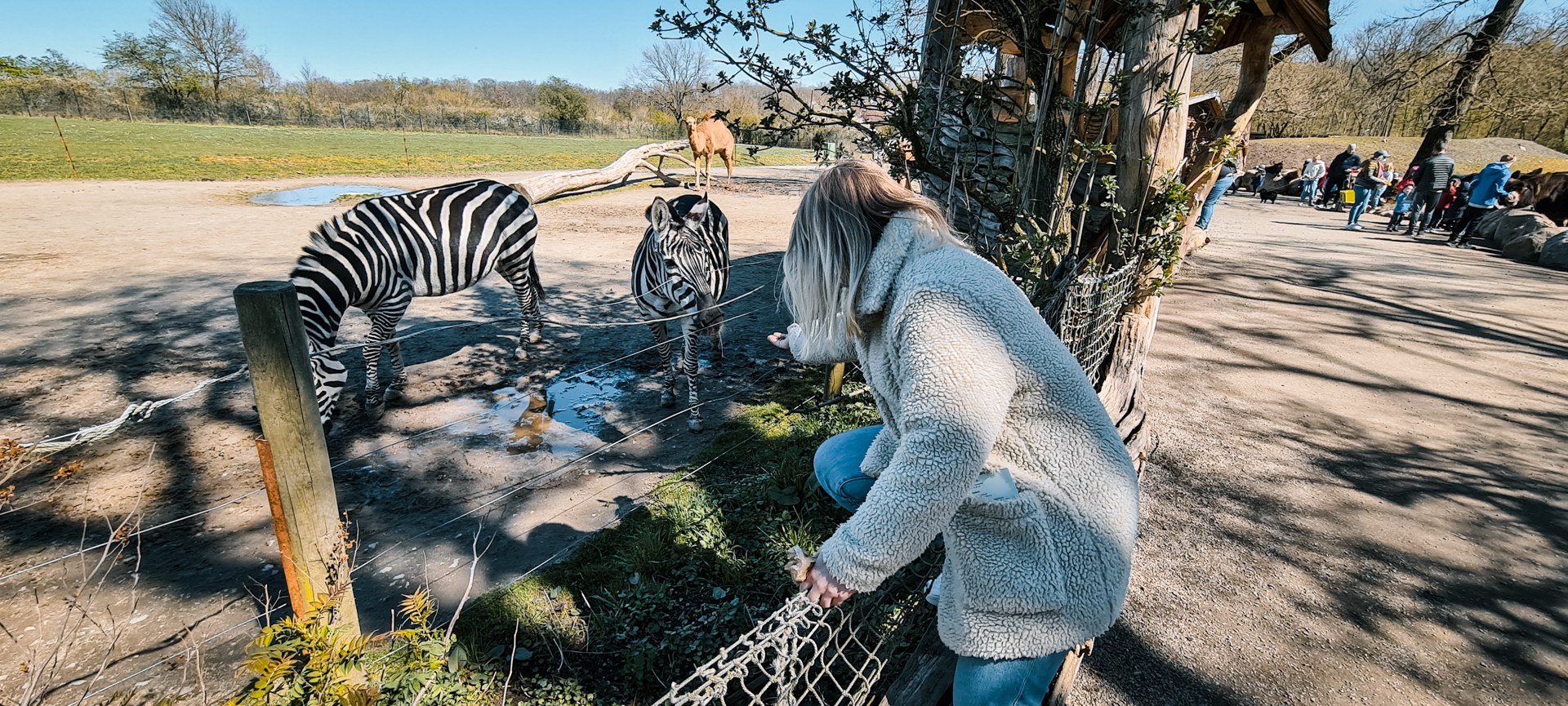 Zebras and dromedaries. Donkeys can be seen in the background in a separate enclosure.