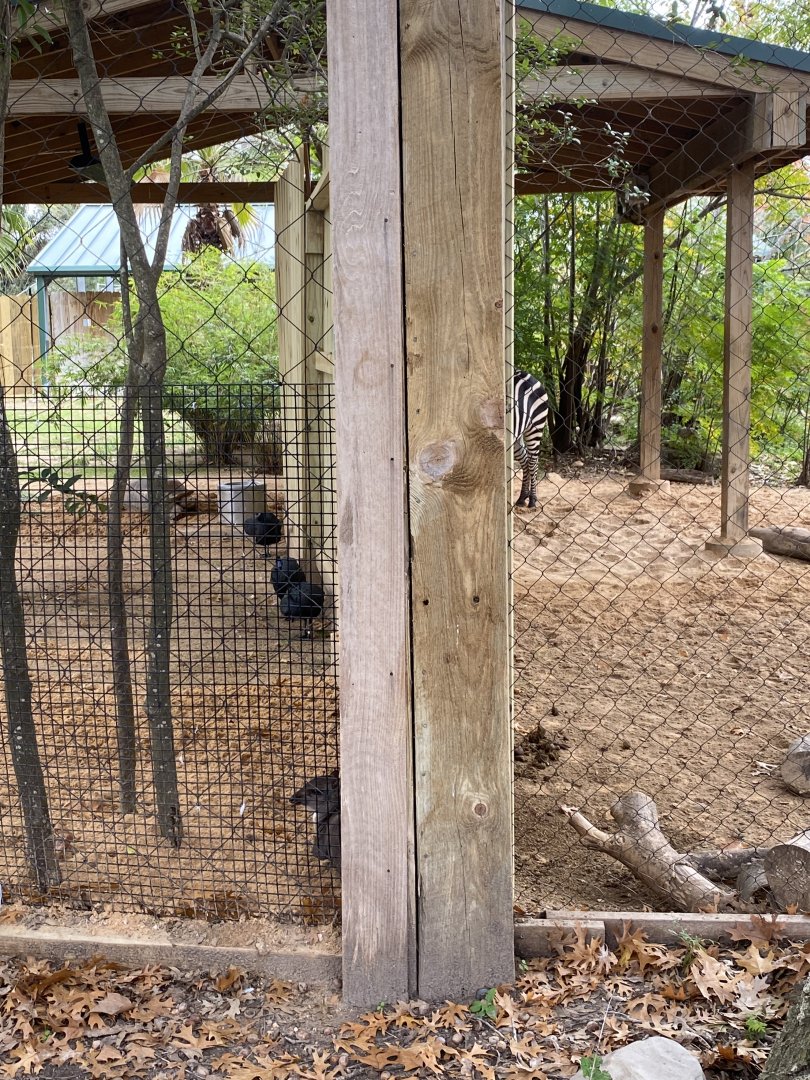 Zebras and Duikers side by side