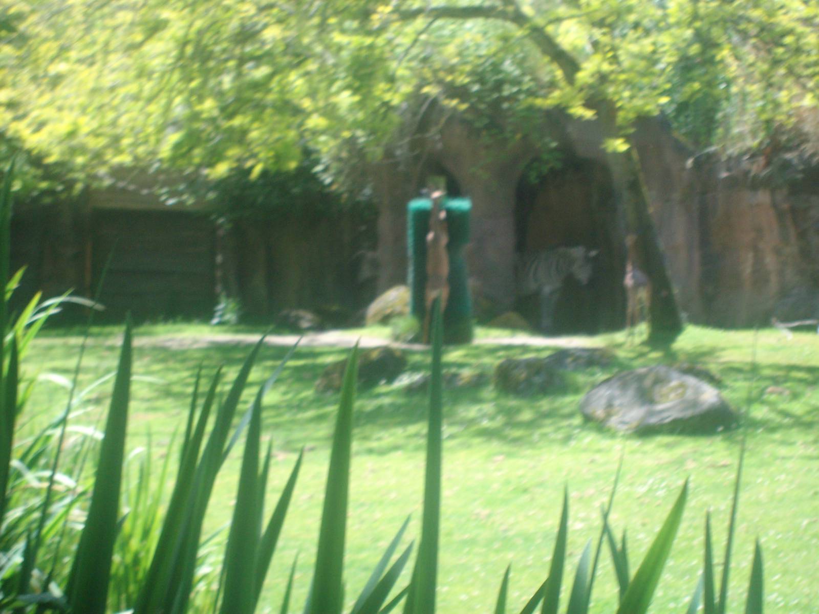 Zebras and Gerenuk at Oregon Zoo