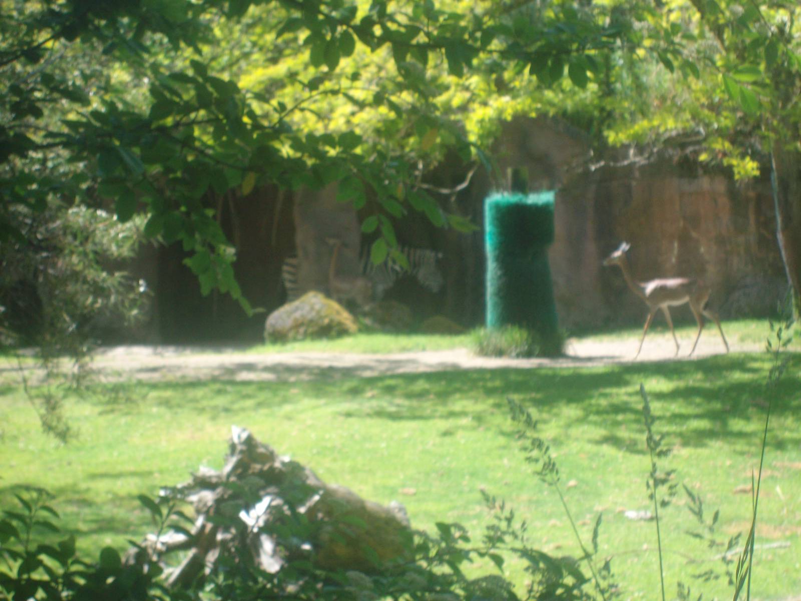 Zebras and Gerenuk at Oregon Zoo